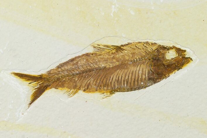 Detailed Fossil Fish (Knightia) - Wyoming #155489